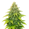 Fat Bastard Auto