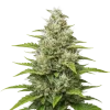 Future #1 Auto
