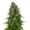 Hindu Kush Auto