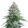 Lemon Cherry Gelato