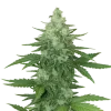 Moonshine Cookies Auto