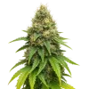 Northern Lights X Big Bud Auto