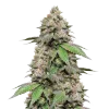Plushberry Auto