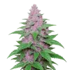 Purple Lemonade Auto