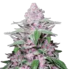 Purple Lemonade Auto