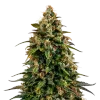 Watermelon Zkittlez