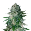 White Widow
