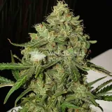 thumb of AK-47 Feminized by WeedSeedsExpress grown by WSE