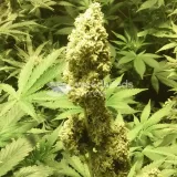 thumb of AK-48 Auto by WeedSeedsExpress grown by Greenfingeress