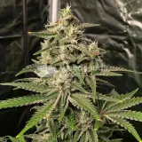 thumb of AK-48 Feminized by WeedSeedsExpress grown by WSE