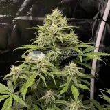 thumb of AK-48 Feminized by WeedSeedsExpress grown by WSE