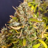 thumb of Afghani Auto by WeedSeedsExpress grown by smoking_hills9