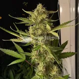 thumb of Afghani Autoflower by WeedSeedsExpress grown by WSE