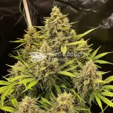 thumb of Alpine Star CBD Feminized by WeedSeedsExpress grown by WSE