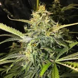 thumb of American Patriot Feminized by WeedSeedsExpress grown by WSE