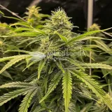 thumb of Amnesia Autoflower by WeedSeedsExpress grown by WSE