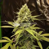 thumb of Amnesia Autoflower by WeedSeedsExpress grown by WSE