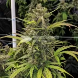 thumb of Amnesia Haze Feminized by WeedSeedsExpress grown by WSE