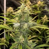 thumb of Amnesia Haze X Blueberry Auto by WeedSeedsExpress grown by WSE