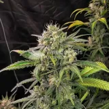 thumb of Amnesia Haze X Blueberry Auto by WeedSeedsExpress grown by WSE