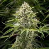thumb of Amnesia Haze X White Widow Feminized by WeedSeedsExpress grown by WSE