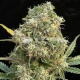 thumb of Amnesia Haze X White Widow Feminized by WeedSeedsExpress grown by WSE