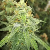 thumb of Amnesia Kush Auto by WeedSeedsExpress grown by Rock_n_Roll_Randy