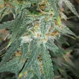 thumb of Amnesia Kush Auto by WeedSeedsExpress grown by Rock_n_Roll_Randy