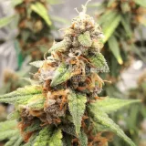 thumb of Amnesia Kush Auto by WeedSeedsExpress grown by Rock_n_Roll_Randy