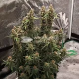 thumb of Amnesia Kush Auto by WeedSeedsExpress grown by Rock_n_Roll_Randy