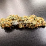 thumb of Amnesia Kush Auto by WeedSeedsExpress grown by Rock_n_Roll_Randy