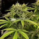 thumb of Amnesia Kush Feminized by WeedSeedsExpress grown by WSE