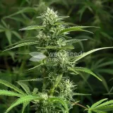 thumb of Amnesia Kush Feminized by WeedSeedsExpress grown by WSE