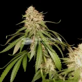 thumb of Amnesia Lemon Kush by WeedSeedsExpress grown by Zurban_Poison