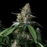 thumb of Amnesia Lemon Kush by WeedSeedsExpress grown by Zurban_Poison
