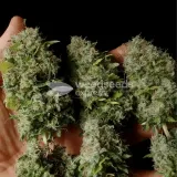 thumb of Amnesia Lemon Kush by WeedSeedsExpress grown by Zurban_Poison