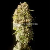 thumb of Amnesia Lemon Kush by WeedSeedsExpress grown by Zurban_Poison