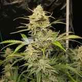 thumb of Apple Fritter Auto by WeedSeedsExpress grown by WSE