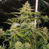 thumb of Apple Fritter Feminized by WeedSeedsExpress grown by WSE