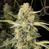 thumb of Apple Fritter Feminized by WeedSeedsExpress grown by WSE