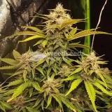 thumb of Australian Gold Feminized by WeedSeedsExpress grown by WSE