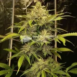 thumb of Australian Gold Feminized by WeedSeedsExpress grown by WSE