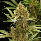 thumb of Berner's Cookies Feminized by WeedSeedsExpress grown by WSE