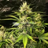 thumb of Big Bud Feminized by WeedSeedsExpress grown by WSE