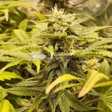 thumb of Big Jack Widow Auto by WeedSeedsExpress grown by Roberts
