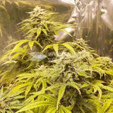 thumb of Big Jack Widow Auto by WeedSeedsExpress grown by Roberts