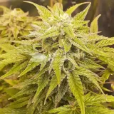 thumb of Big Jack Widow Auto by WeedSeedsExpress grown by Roberts