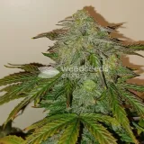 thumb of Big Jack Widow Auto by WeedSeedsExpress grown by Roberts