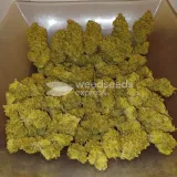 thumb of Big Jack Widow Auto by WeedSeedsExpress grown by Roberts