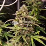 thumb of Black Domina Feminized by WeedSeedsExpress grown by WSE